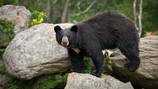 Black bear scratches teen, tears clothing in Roslyn