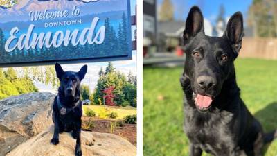 Edmonds police dog retiring after nabbing 166 suspects during nearly 10 years of service