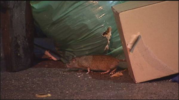 Is Seattle’s rat population increasing? KIRO 7 takes to the streets to find out