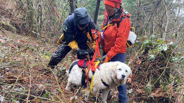 Teams rescue dog in precarious position on Whatcom County cliff ledge