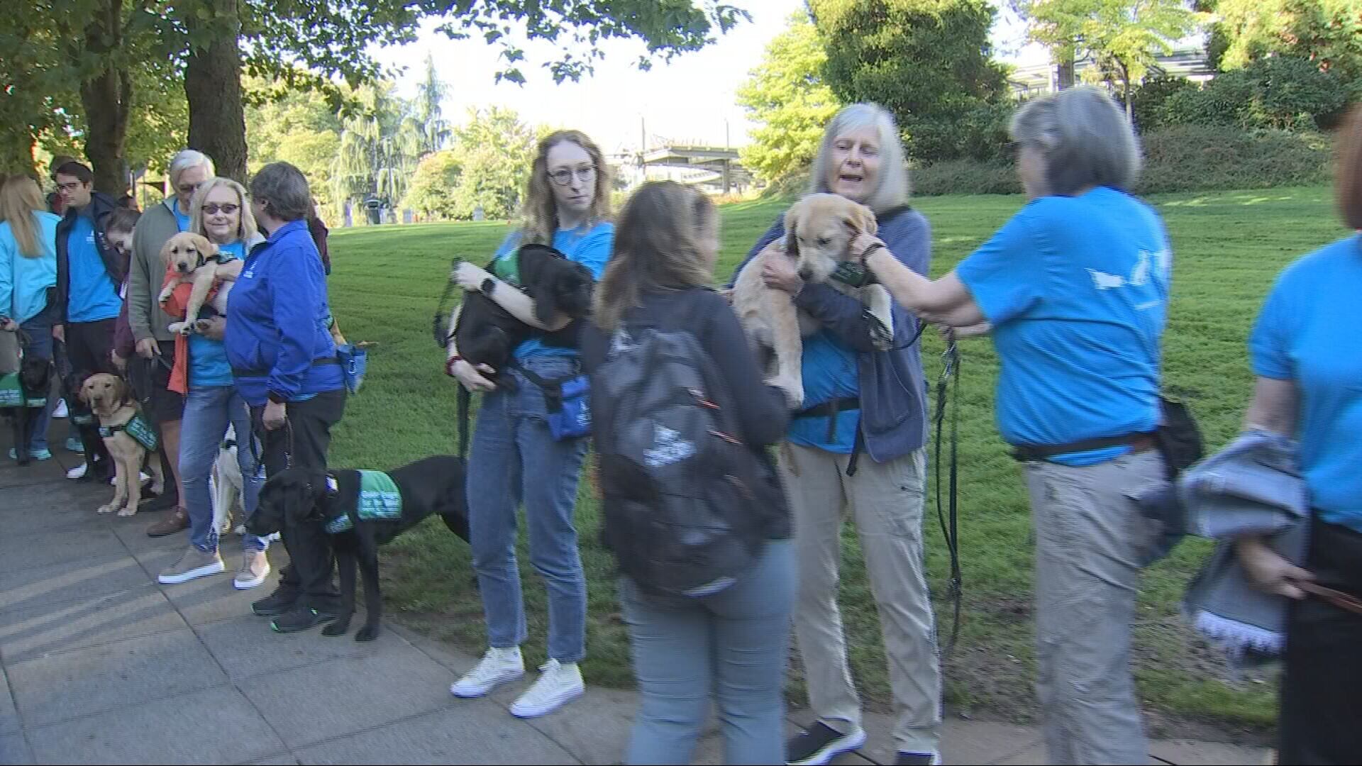 Guide-puppies training on King County Metro