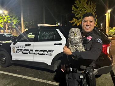 Lacey injured owl