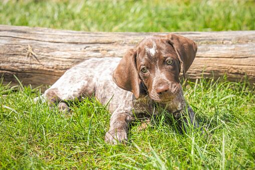 German shorthaired pointer