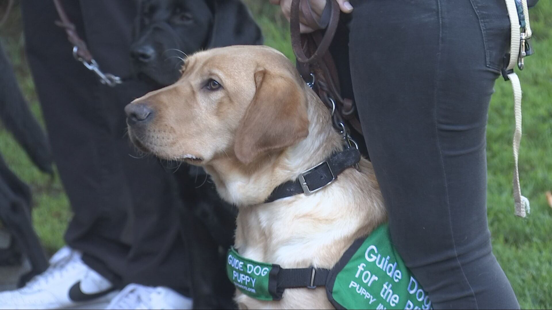 Guide-puppies training on King County Metro