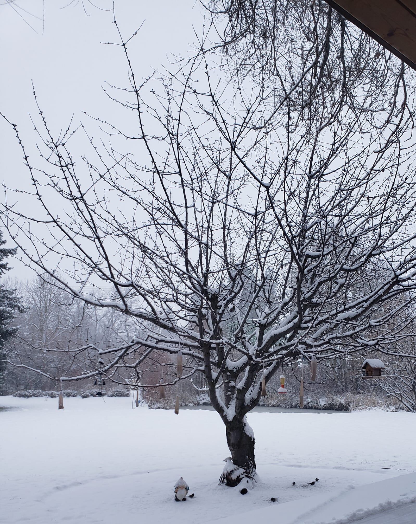 Snow in Thorp, WA