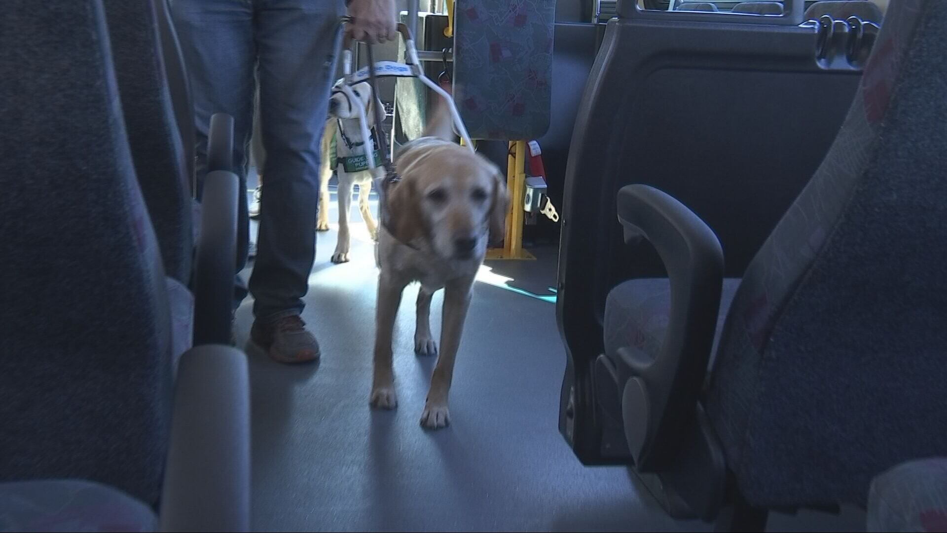 Guide-puppies training on King County Metro