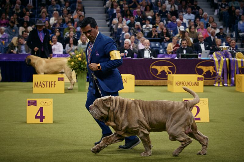 Westminster Kennel Club