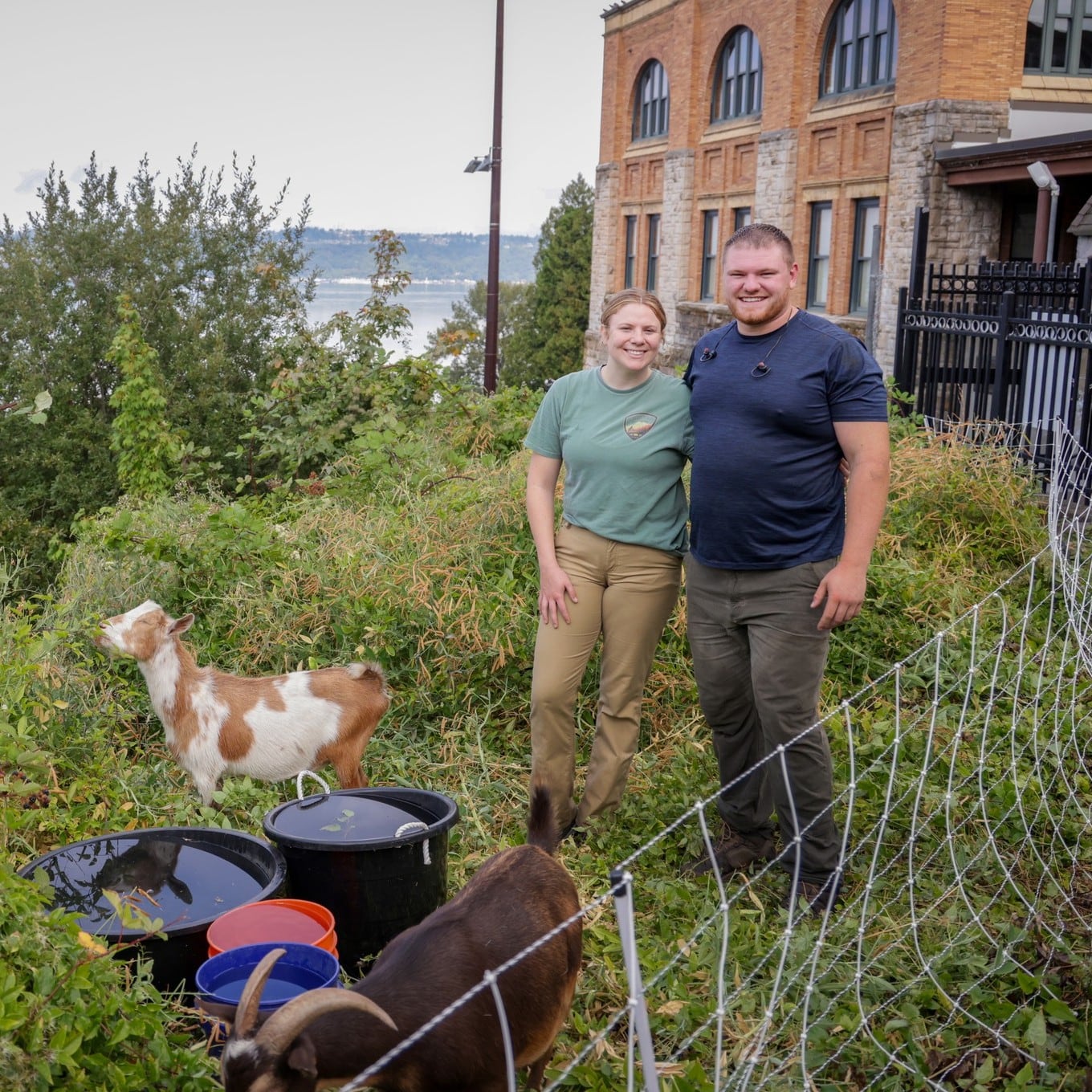 Goats eat overgrown brush at Stadium HS