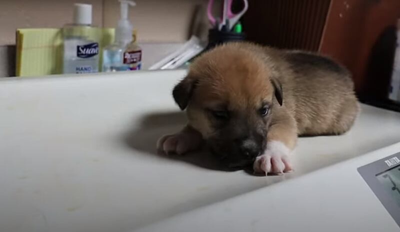 Tacoma Humane abandoned puppies