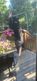 A bear spotted in a Kirkland resident's backyard