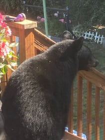 A bear spotted in a Kirkland resident's backyard.