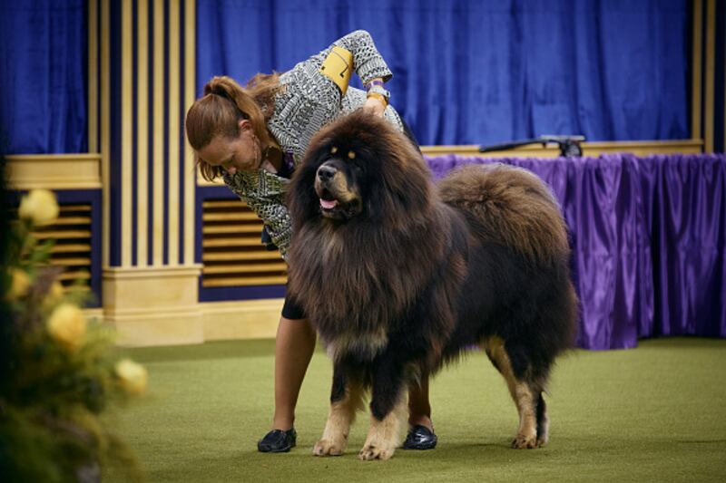 Westminster Kennel Club