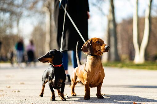 Dachshund