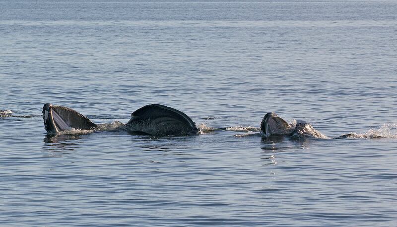 Humpback whale Divot and son, Fall 2021