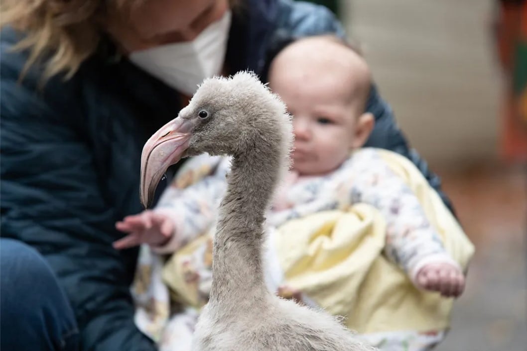 Flight Attendant Saves Rare Flamingo Eggs