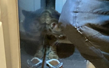 Bothell Kitten stuck behind cabinet