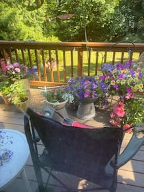 A bear spotted in a Kirkland resident's backyard