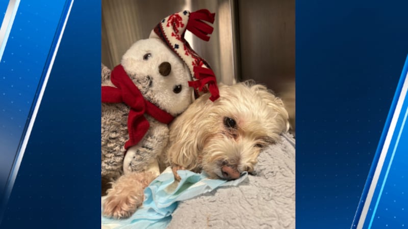 Dog survives coyote attack in Seattle’s Magnolia neighborhood