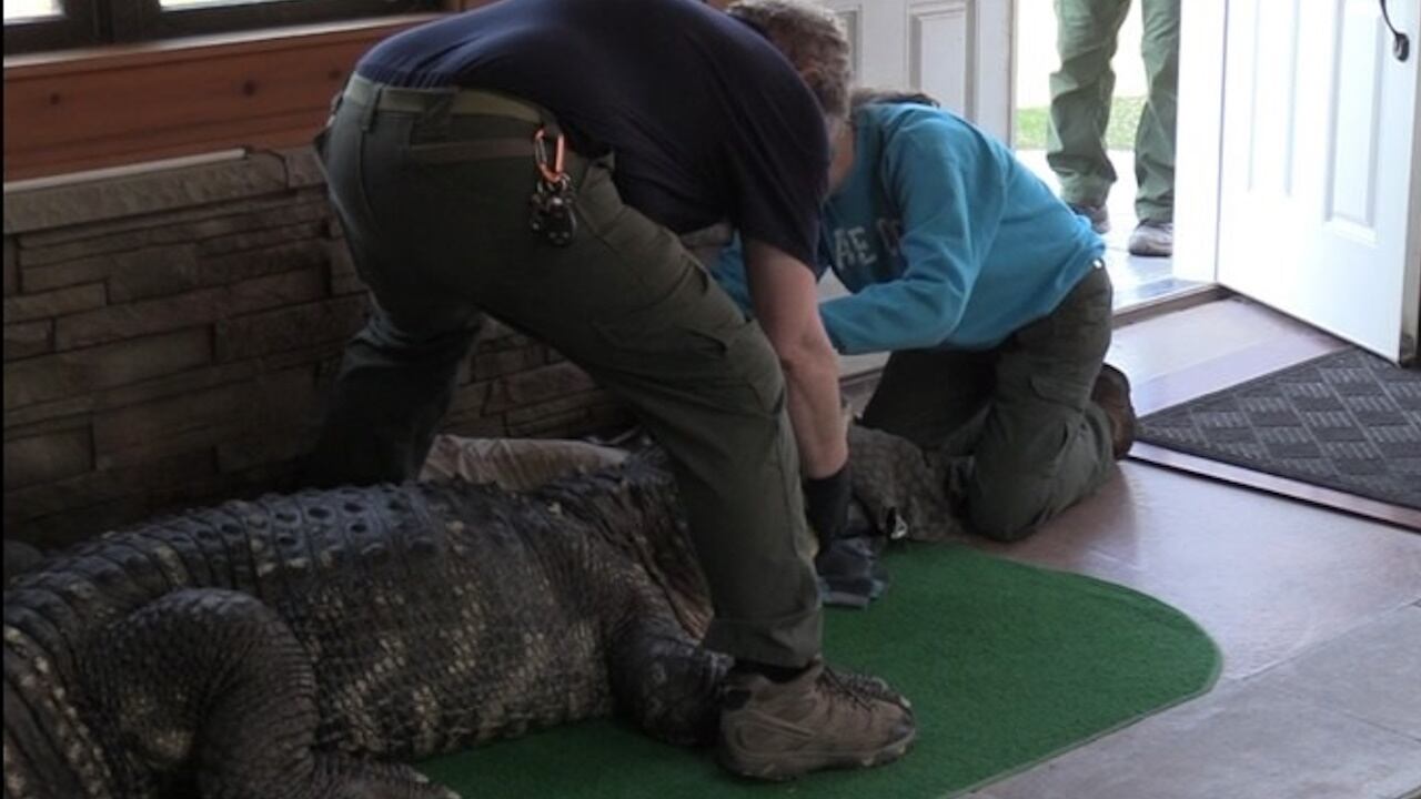 Albert the alligator