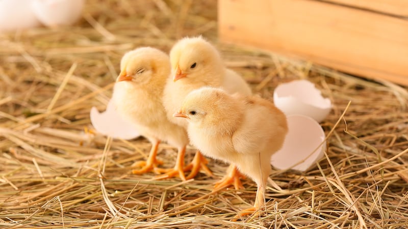 Thousands of chicks found abandoned in USPS truck