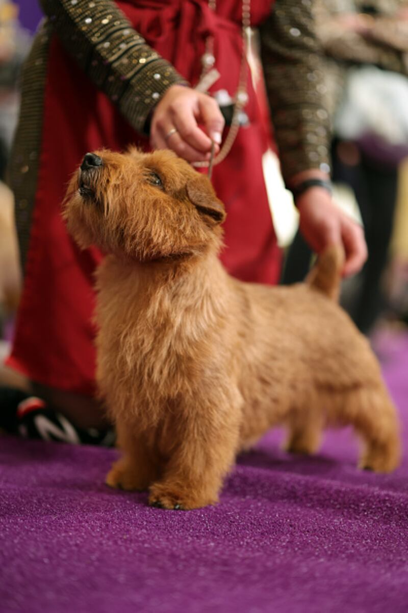 Westminster Kennel Club