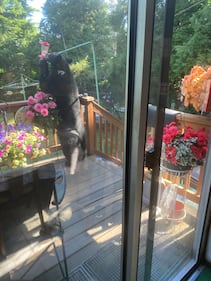 A bear spotted in a Kirkland resident's backyard.