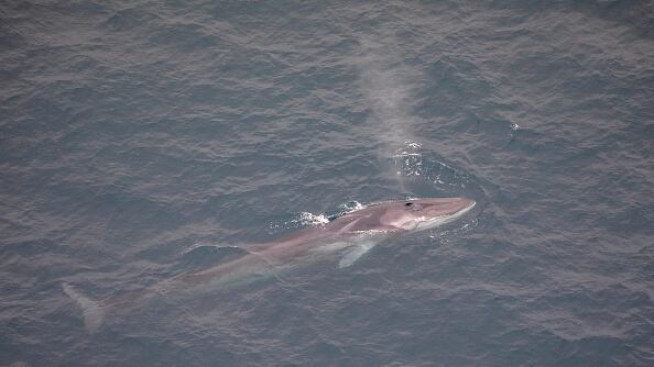 The whale was 44-feet long.