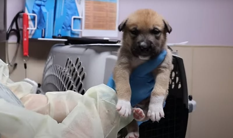 Tacoma Humane abandoned puppies