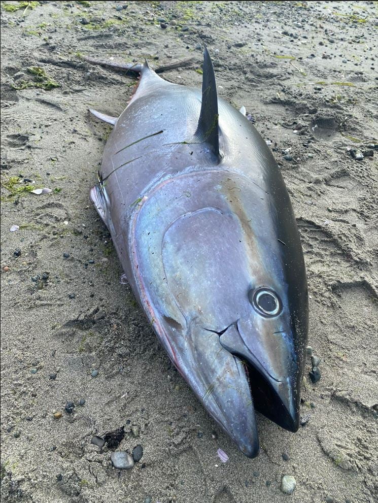 Bluefin Tuna washes up on Orcas Island