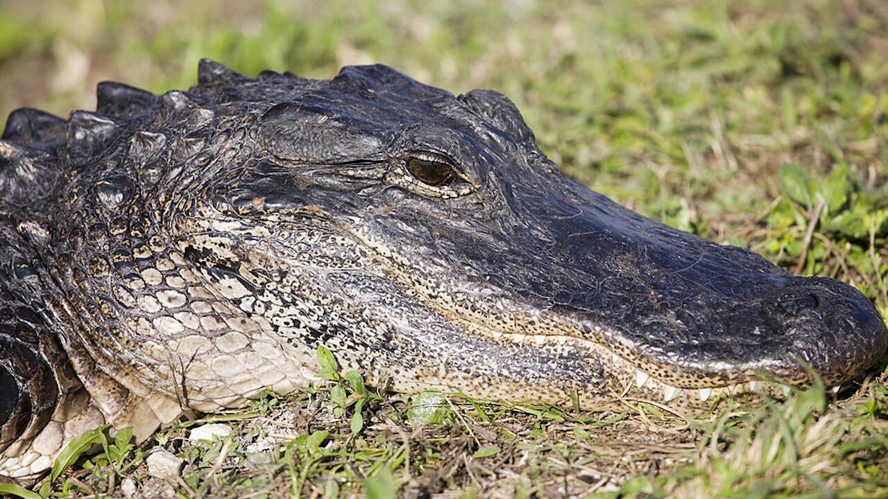 Alligator