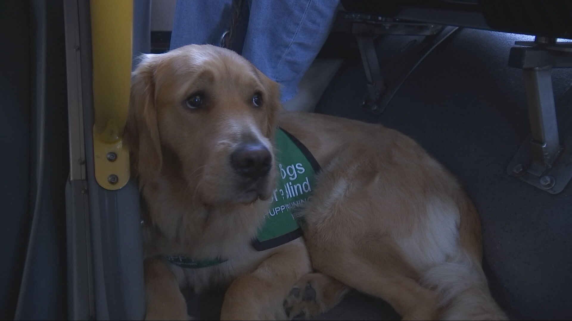 Guide-puppies training on King County Metro