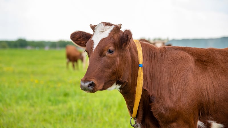 Florida man shoots neighbor’s cow after it came onto his property, sheriff says