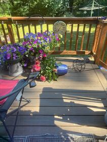 A bear spotted in a Kirkland resident's backyard.