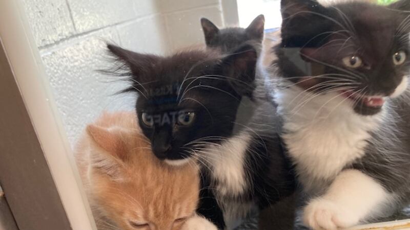 Kitsap Humane Society at double capacity for cats and kittens; urgent call for fosters