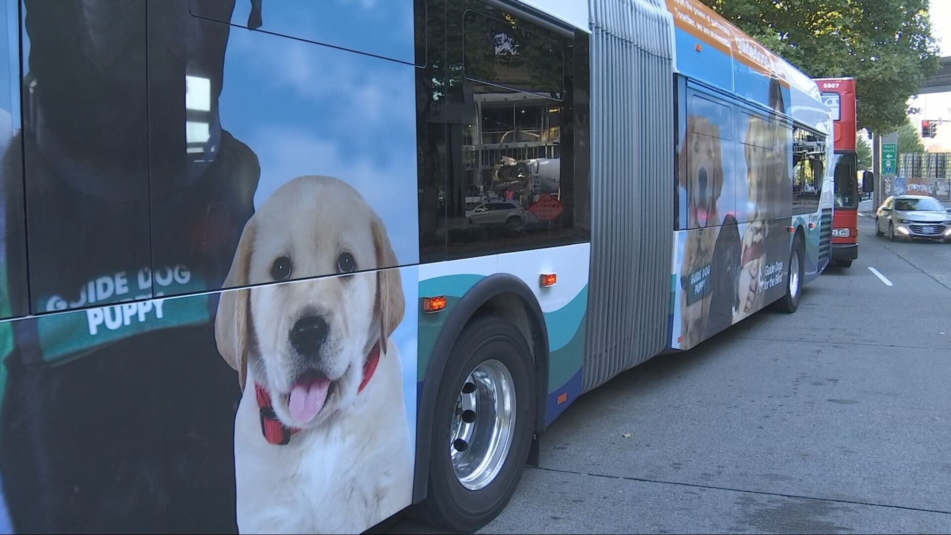 Guide-puppies training on King County Metro