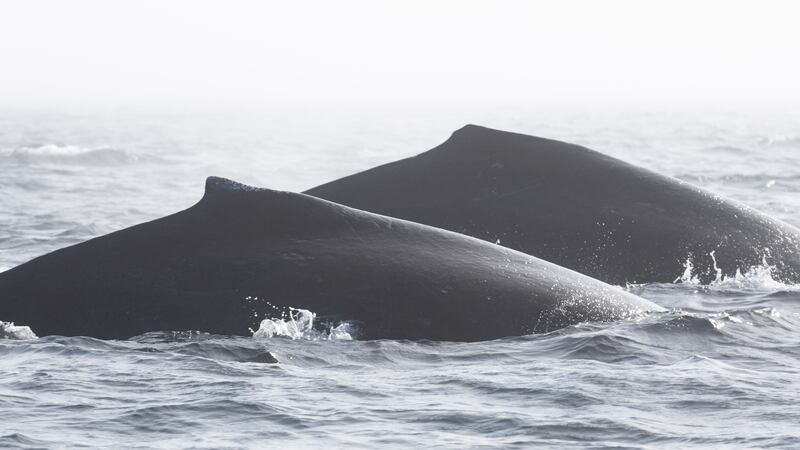 Humpback whales Reaper and Hydra.