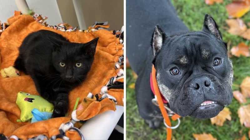 Adopt a pet for only $30 in King County