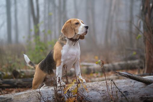 Beagle