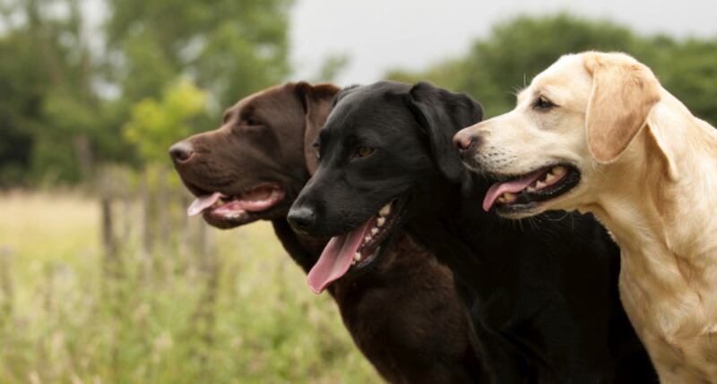 Labrador retriever