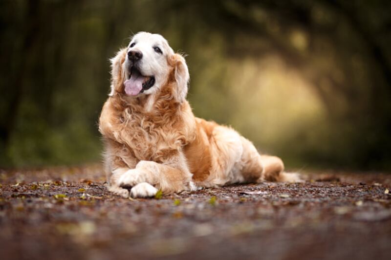 Golden retriever