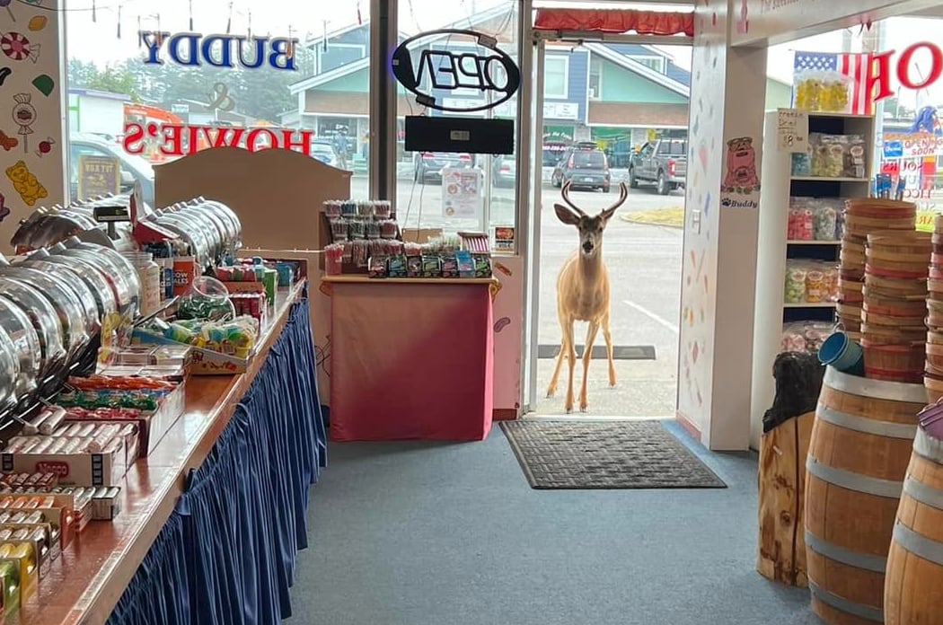 A deer inside an Ocean Shores candy store