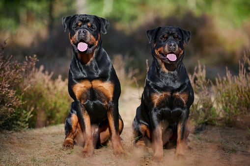 Rottweiler