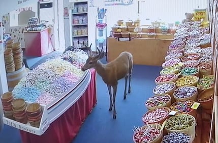 A deer inside an Ocean Shores candy store