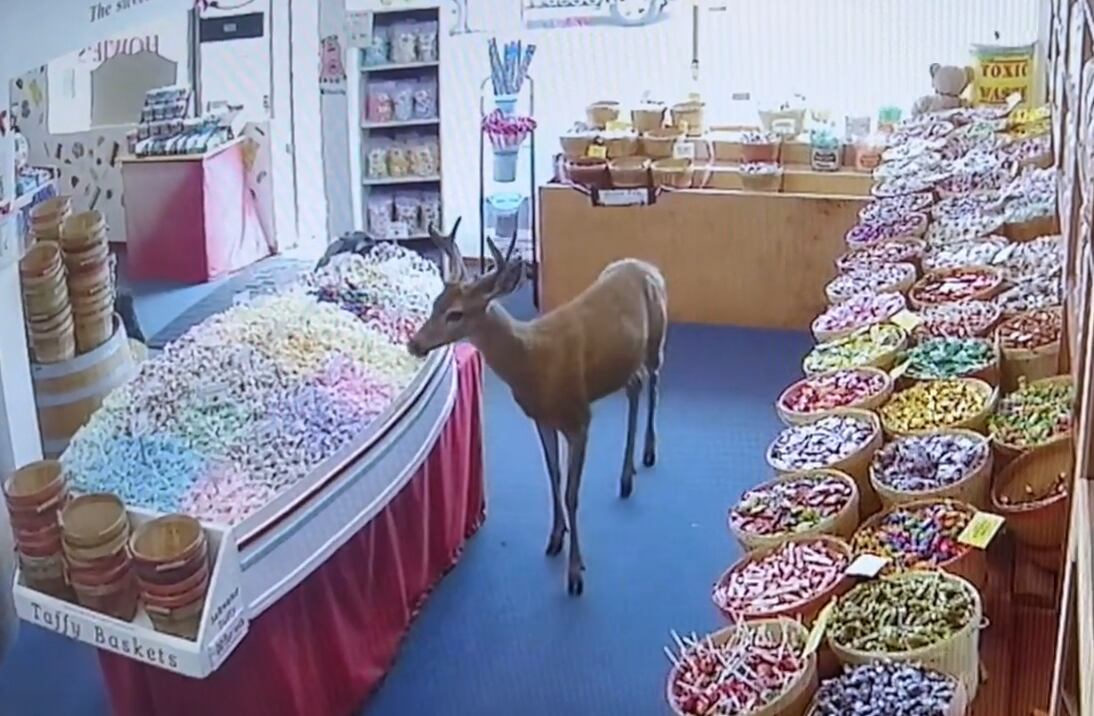 A deer inside an Ocean Shores candy store