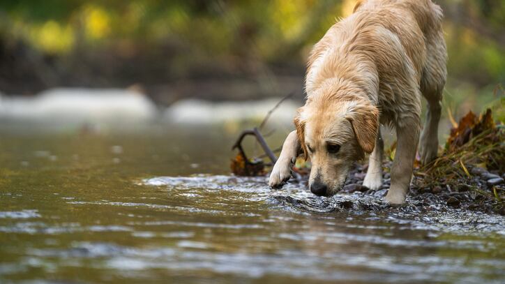 Previously, the parasite has mainly been seen in Texas, but some studies have found it in Louisiana and North Carolina.