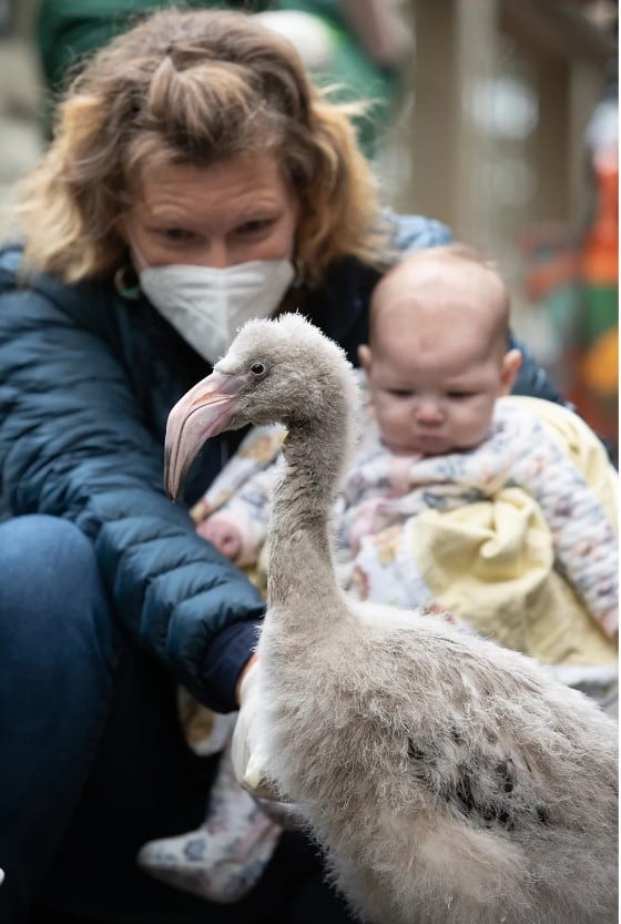 Flight Attendant Saves Rare Flamingo Eggs