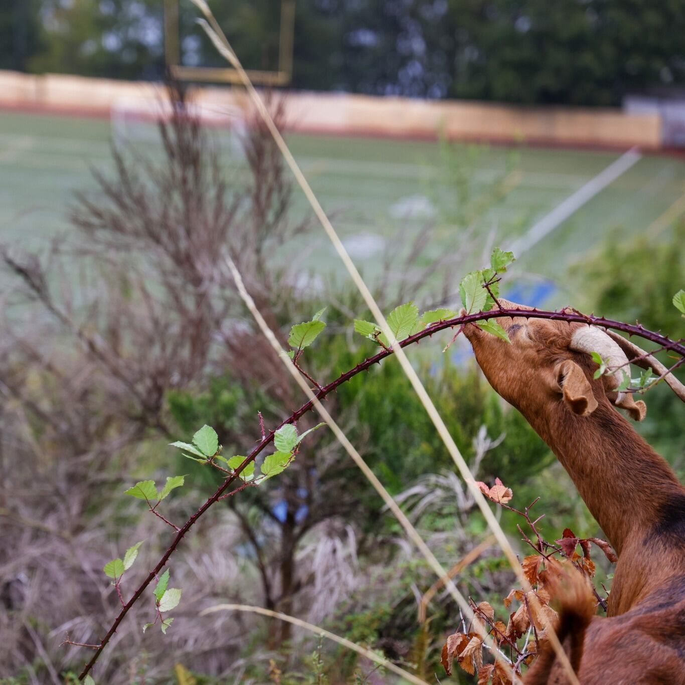 Goats eat overgrown brush at Stadium HS