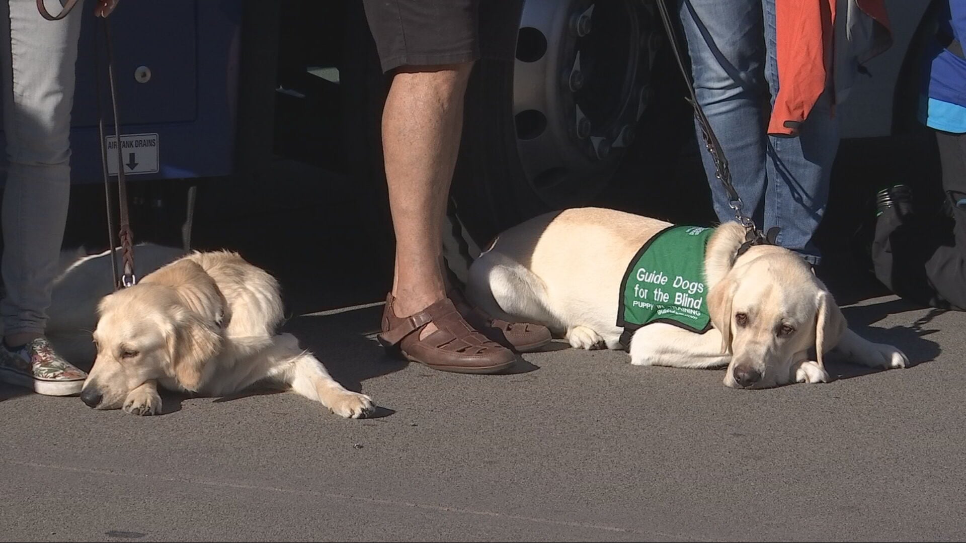 Guide-puppies training on King County Metro