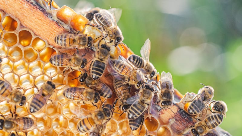 Bees attack man mowing lawn, killing him