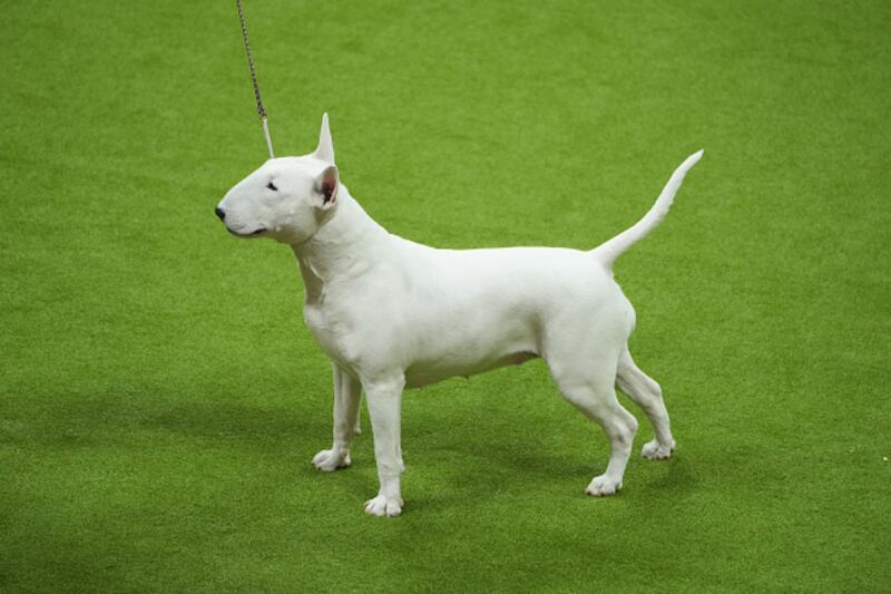 Westminster Kennel Club